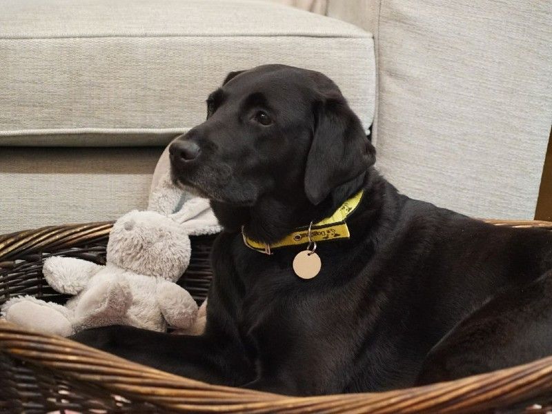 Coco the Black labrador lying in a straw bed with a white soft toy bunny.