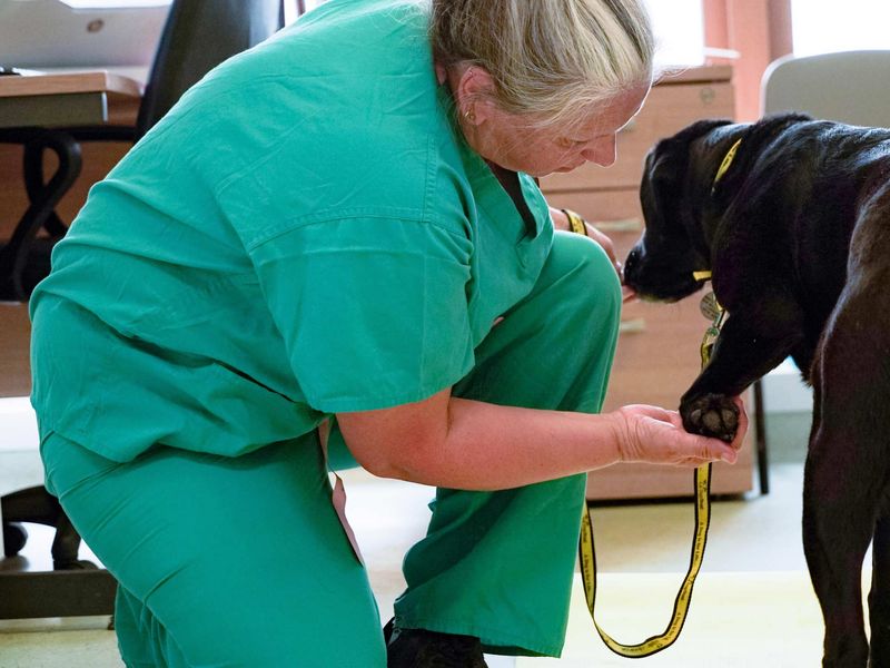 Vet in teal scrubs, checking a black Labrador's paw on the floor of a consult room.