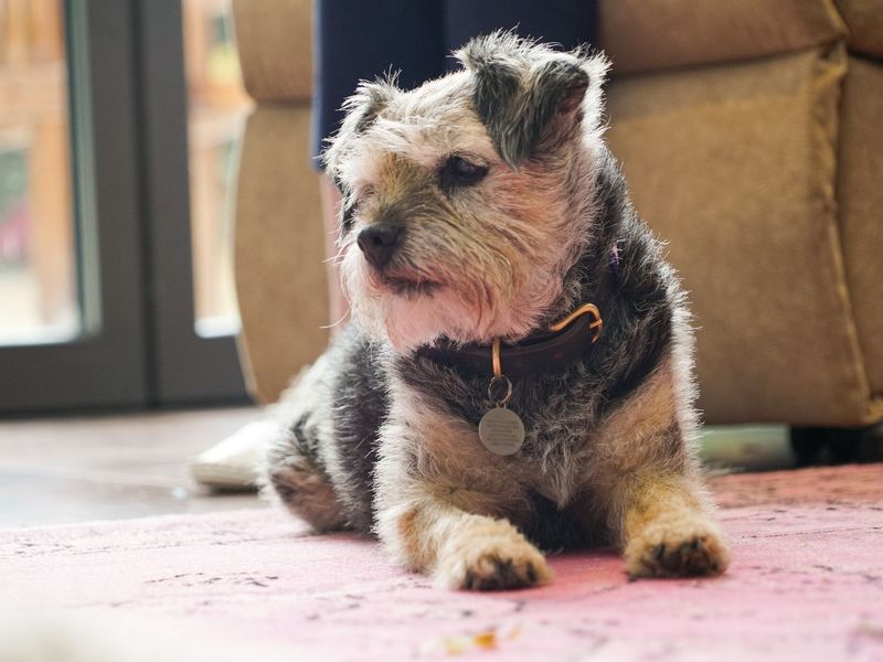 George border terrier relaxing at home on the floor.