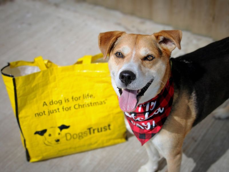 Milo our Underdog tri-coloured crossbreed dog, wearing a black and red handkerchief. He is also standing by a yellow rehoming bag with his tongue sticking out. 