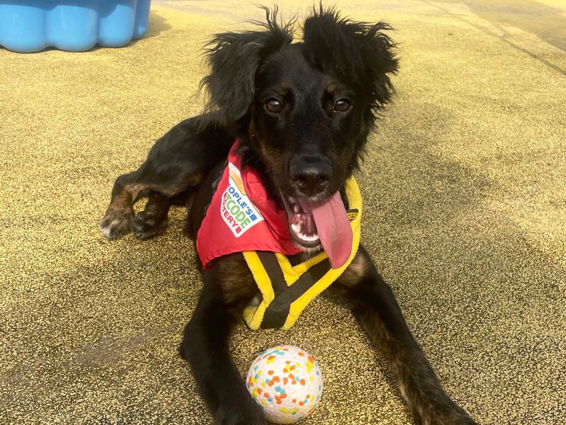 Haribo a black and tan German Shepherd puppy sitting down on some grass with his tongue out, wearing a People's postcode lottery red bandana and a yellow and black harness.