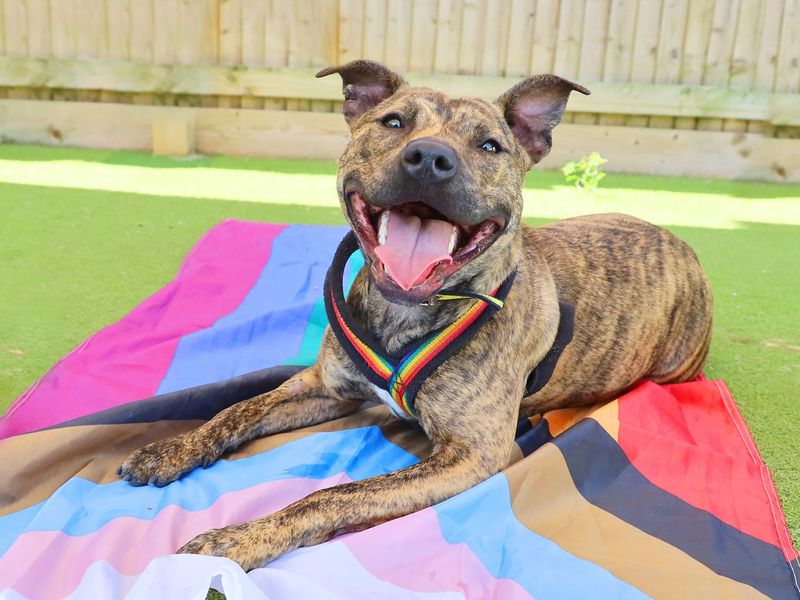 Parley the Staffie cross rests on an inclusive pride flag at Dogs Trust Leeds.