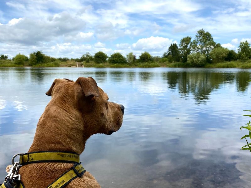 Snoop a tan crossbreed dog, on his on lead walks sitting by a reservoir near Darlington rehoming centre.