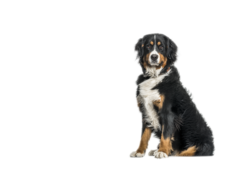 Image of a tri-coloured white, tan and black Bernese Mountain dog behind a transparent background.