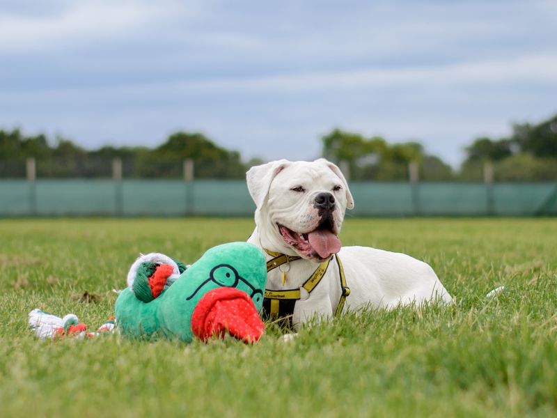 Billie a white and black bulldog cross, sitting in a green field, sitting with a green duck toy with a red bill.