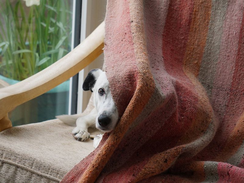 Casper the Collie X Jack Russell Terrier sitting under a blanket in his foster home.