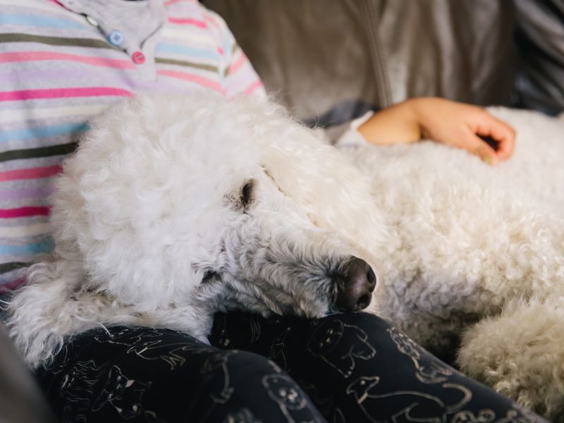 Chereka the white Poodle is lying on the sofa in the living room, with her head lying on a child's lap.