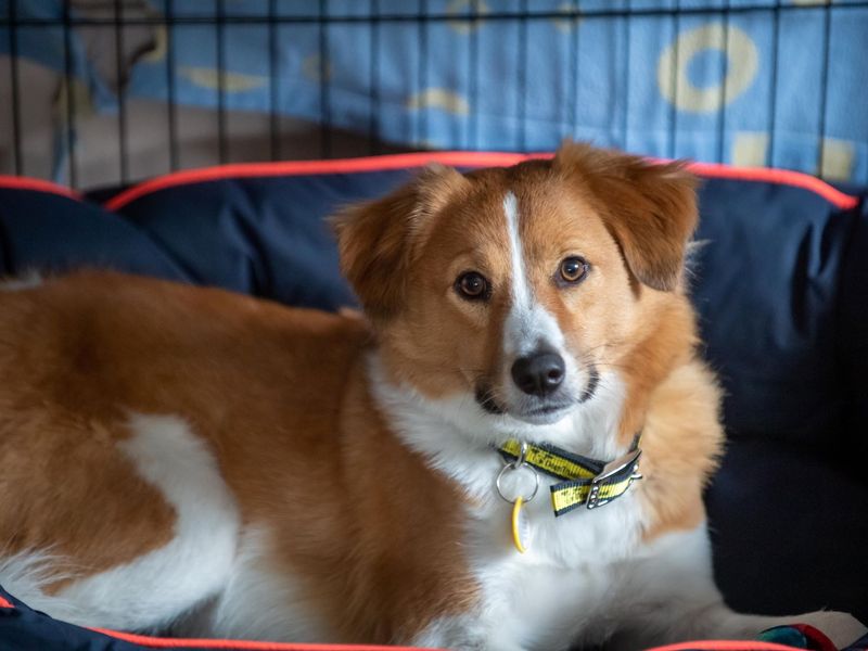 A orange and white Collie cross dog sits in a navy blue dog bed in a crate with a blue blanket over the sides.