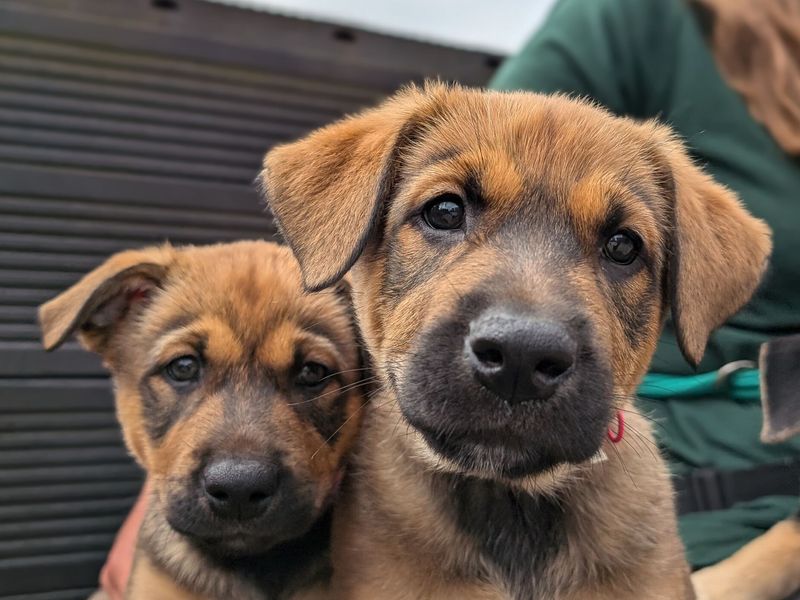 Two tan and black German Shepherd x Belgian Shepherd crossbreed puppies sitting on top of agility equipment at Cardiff RC, with a Canine Carer slightly out of shot in the background.