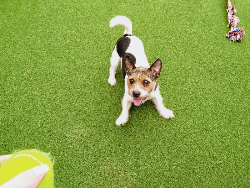 Adult rough-haired Jack Russell terrier, play bowing outside on green grass looking at a yellow tennis ball.