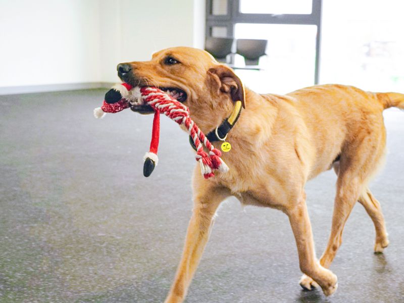 An adult tan Labrador walking in a training hall with a red rope toy in its mouth.