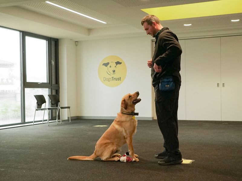 A golden adult Labrador sits in front of a man dog trainer in Cardiff's training hall.