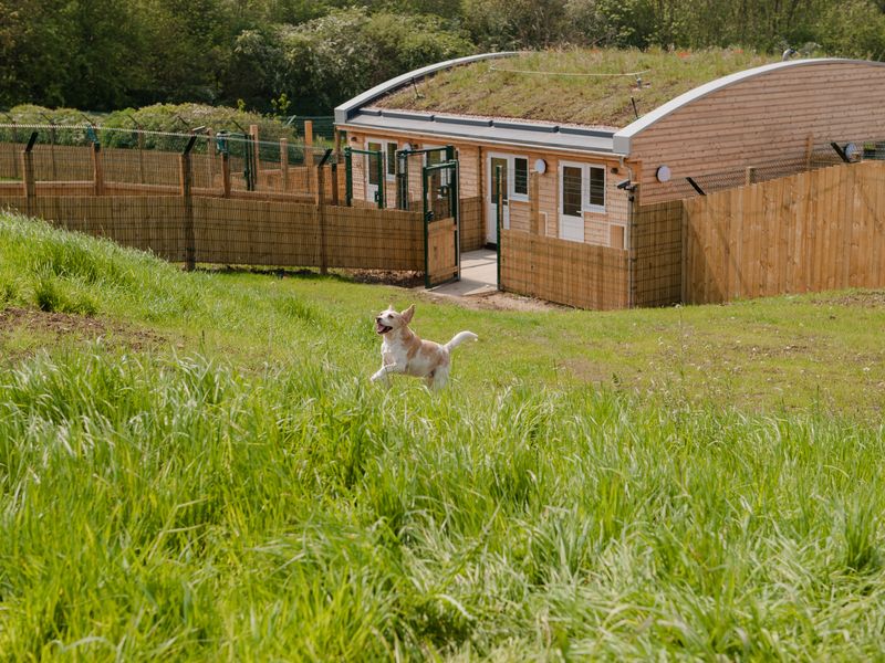 A tan and white adult Crossbreed dog runs in a green hilly field by a building in Loughborough rehoming centre grounds.