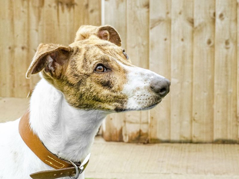 Louie the brindle and white Lurcher, tilting his head to the side.