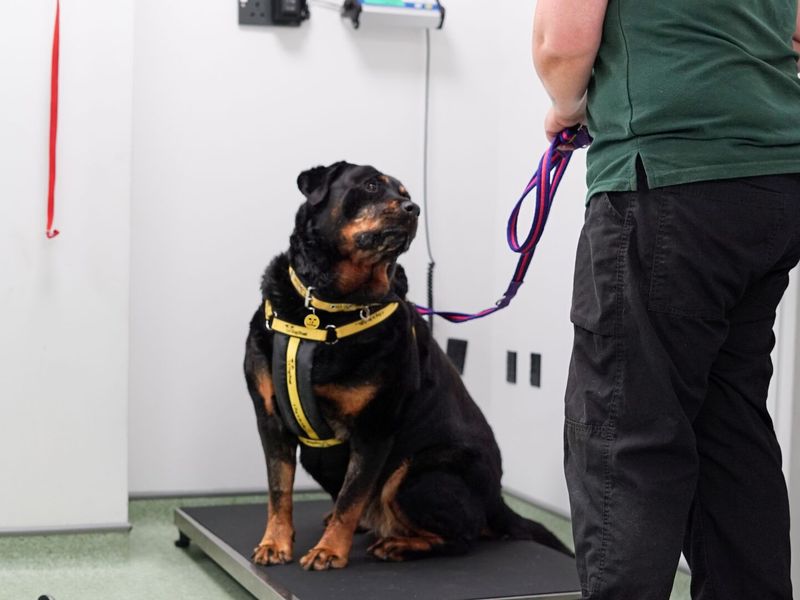 An adult black and tan overweight Rottweiler, sits on some scales wearing a harness and on lead in a vet consultation room gets weighed at Cardiff by a lady canine carer.