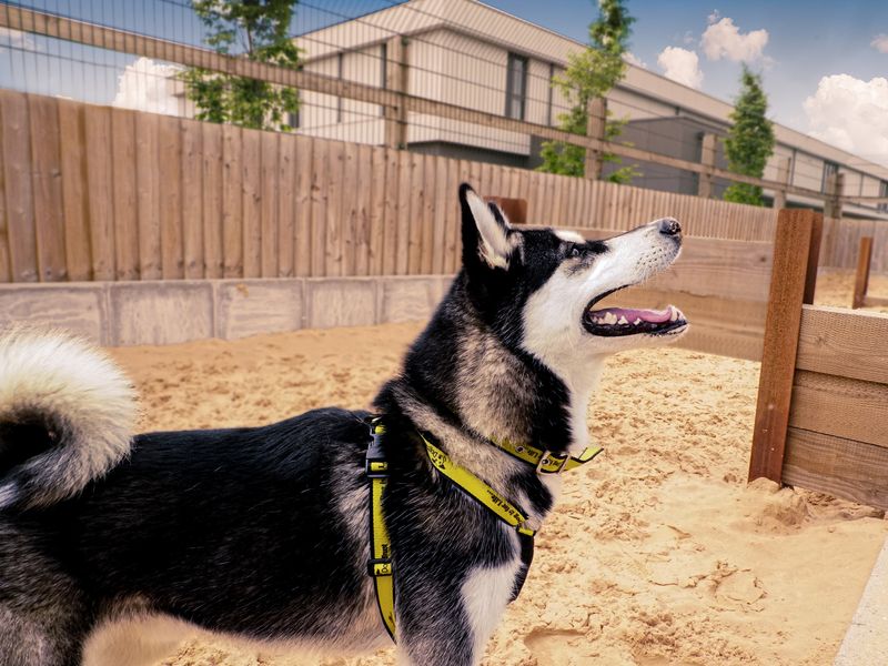 Jax the adult black and white Siberian Husky wearing a dogs trust yellow and black harness, outside in a sand pit, standing looking up to the side.