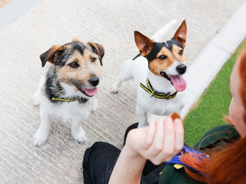 A Jack russell terrier and another terrier type dog, both tri-coloured, sitting outside waiting to be fed a treat by a redheaded woman holding her hand up in the air kneeling beside them.