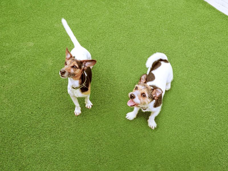 One smooth and one rough-haired Jack Russell Terriers, outside on some green astroturf grass, looking up.