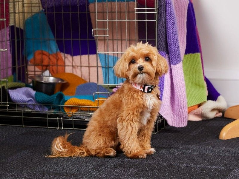 Olive an orange Cockapoo puppy, sitting next to crate in an office, with a multicolored patchwork blanket over it