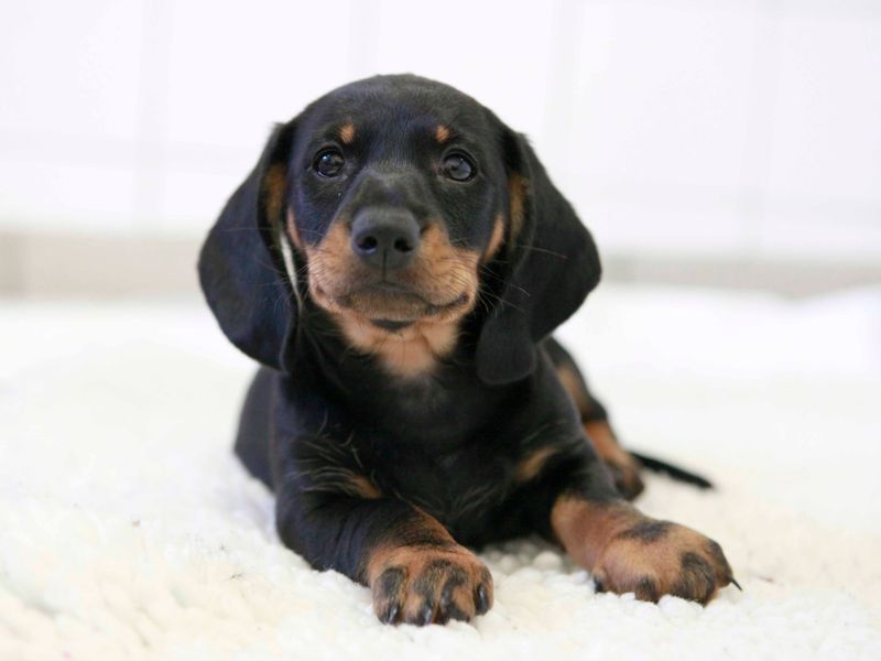 Dachshund puppy at Dogs Trust Shoreham