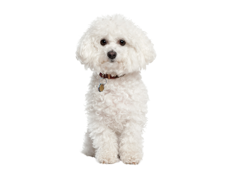 Bichon Frise Rehoming Rescue Dog Dogs Trust