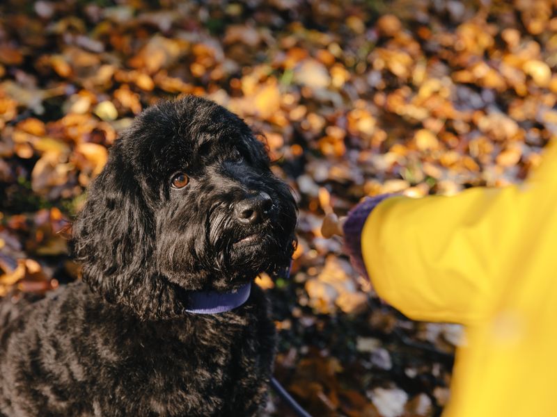 A black Cockapoo sits in some brown leaves, looking up at a girl in a yellow jacket holding a treat