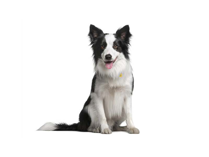 A Border Collie sitting behind a transparent background