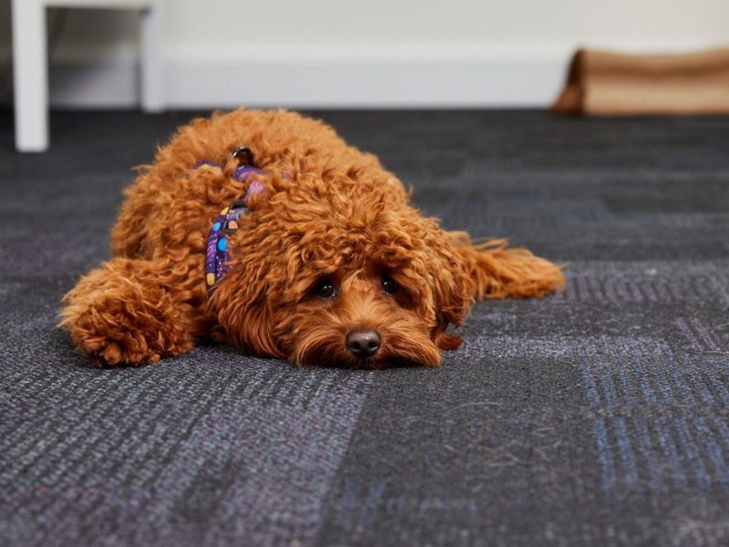 Orange puppy poodle cross lying down with head on the floor looking to camera.