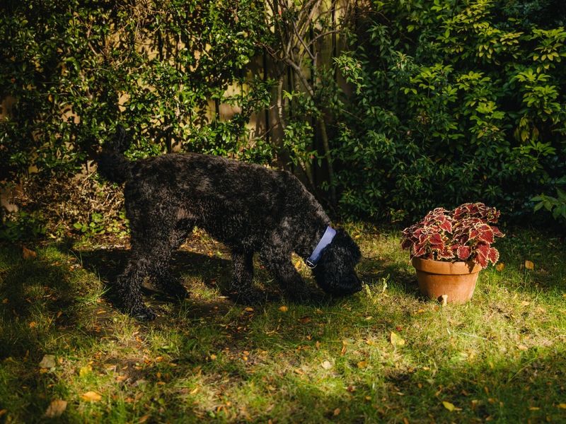 A black Cockapoo sniffing by a plant pot outside in the garden