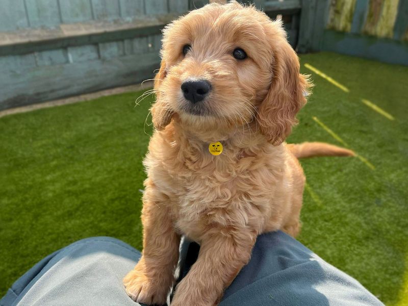 Cockapoo puppy, outside in enclosed area standing on grass, with paws up.