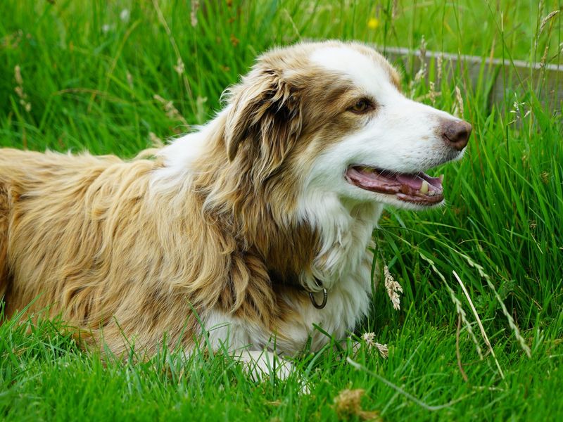 A sandy and white long haired Collie sitting in some green grass.