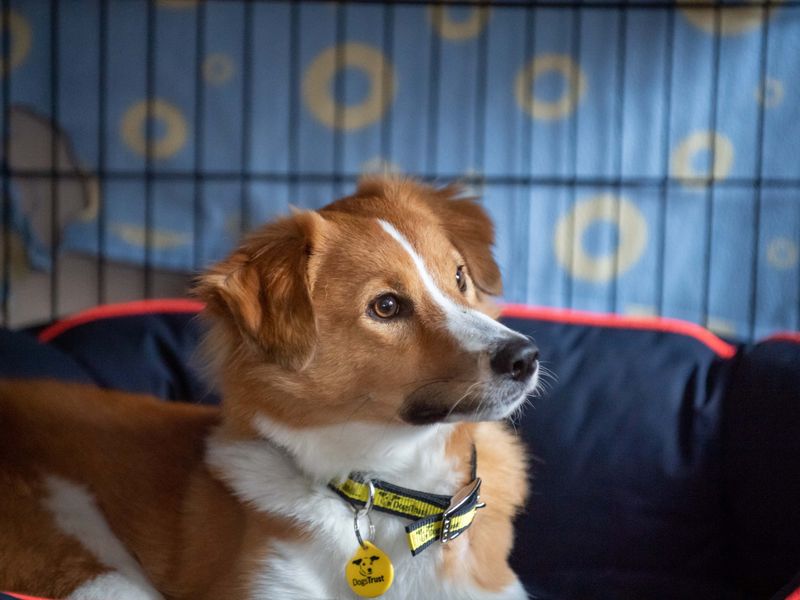 A small crossbreed orange and tan Collie, looking away whilst in a black crate with a navy dog bed.