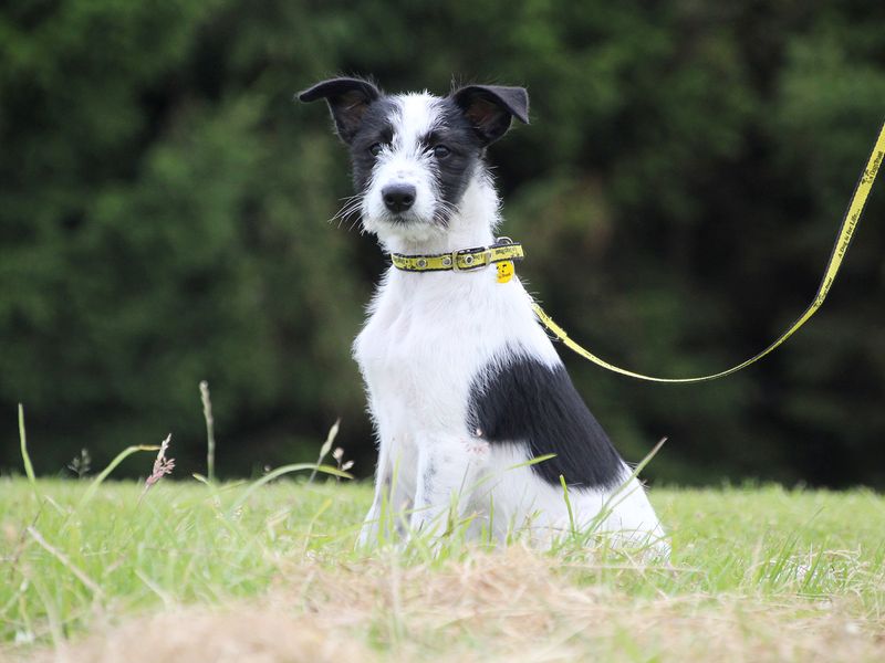 Flo the Lurcher cross Border Collie black and white puppy sitting in a field 