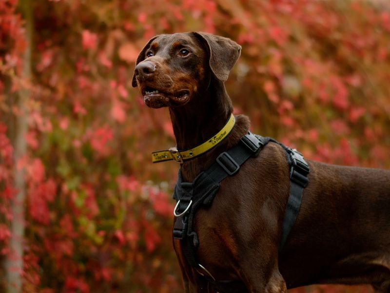 Jake a chocolate brown Doberman, standing with a black harness on in front of a backdrop of red leaves at Kenilworth rehoming centre