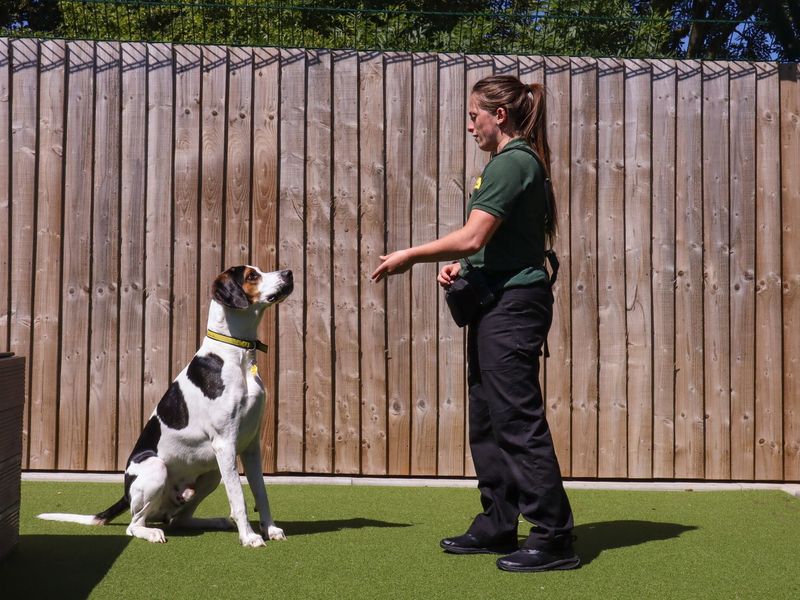 Jethro a tri-coloured foxhound, doing some training in Darlington rehoming centre agility area with a lady canine carer