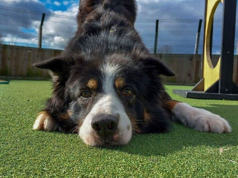 Noah a black and white Border collie doing a play bow in an agility area.