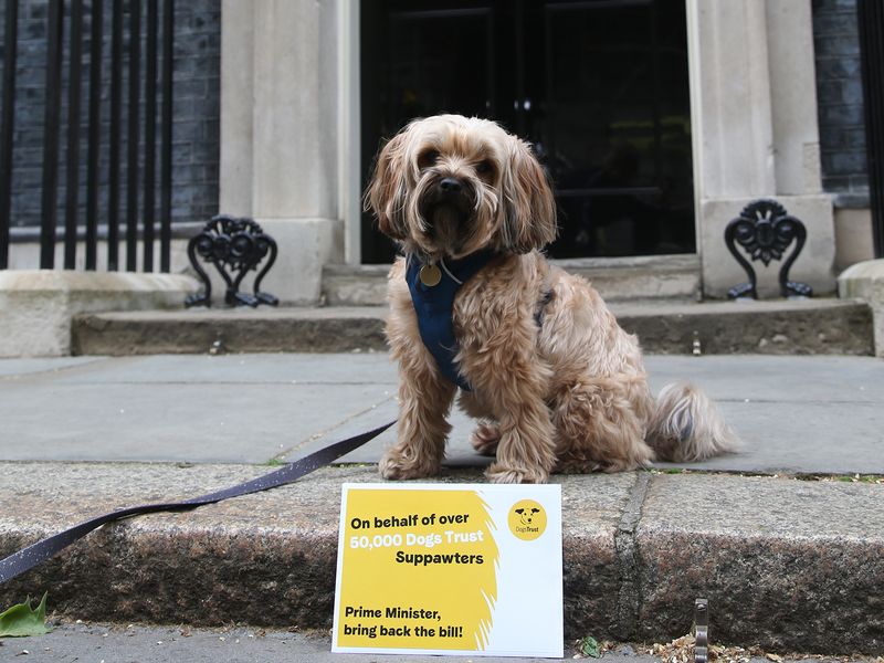 A sandy fur Cockapoo type dog sits outside 10 Downing Street with a dogs trust pawlitical champion yellow card in front of it.