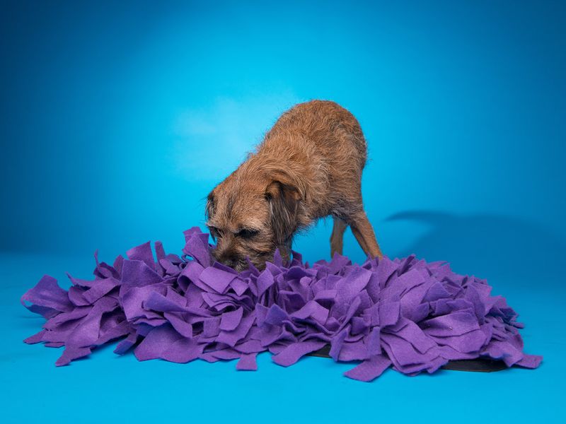 A border terrier dog finds treats hidden in a purple snuffle mat on the floor, behind a blue background