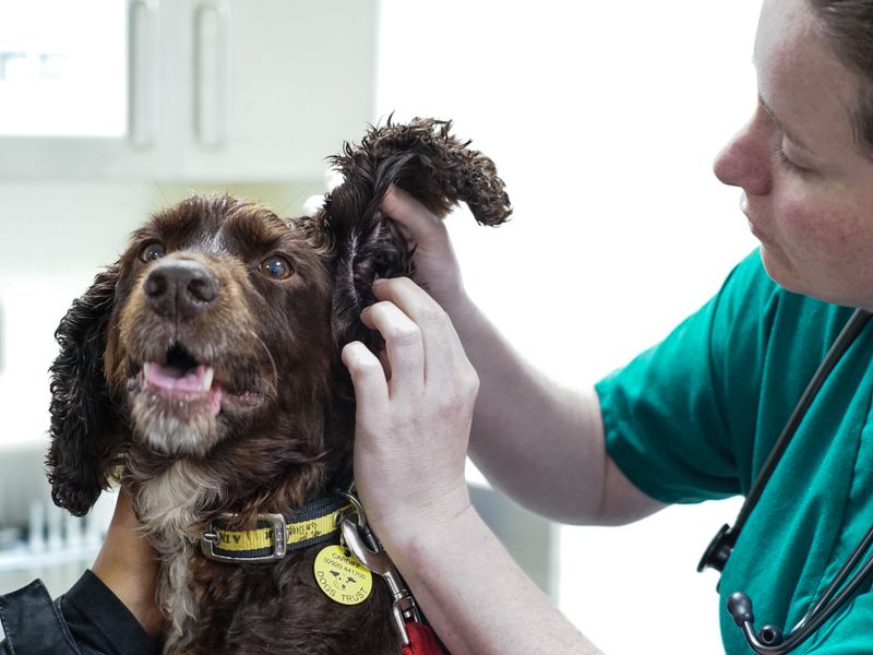 A brown Spaniel type dog, getting it's ear checked by a woman vet.