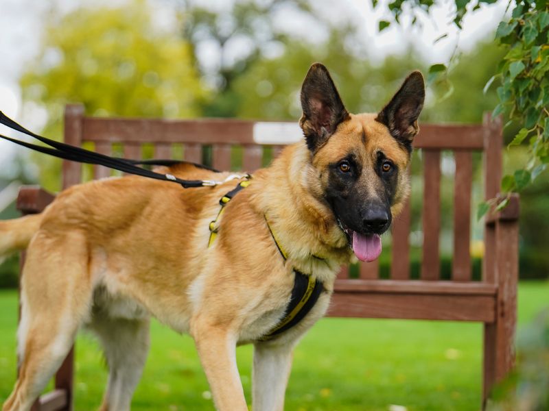 Bruno the tan and black German Shepherd Dog goes for a walk on a lead in a park near a bench