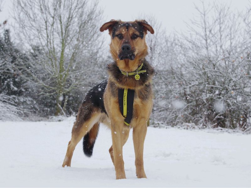 Buster a black and tan German Shepherd, standing looking at the camera in a snowy wintery scene outdoors at Leeds rehoming centre