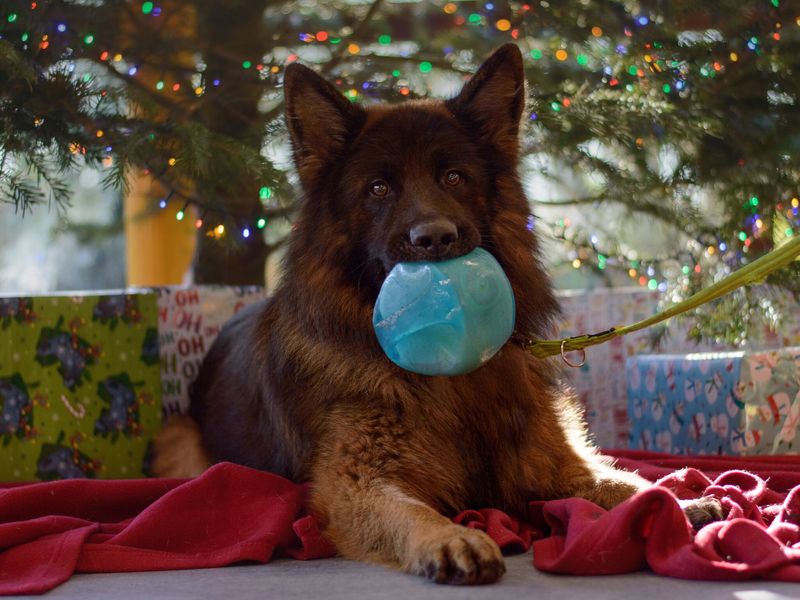 A German Shepherd Dog sits under a tree with a present in his mouth