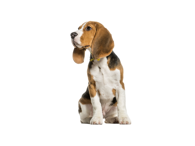 A young standard tri-coloured Beagle in front of a transparent background