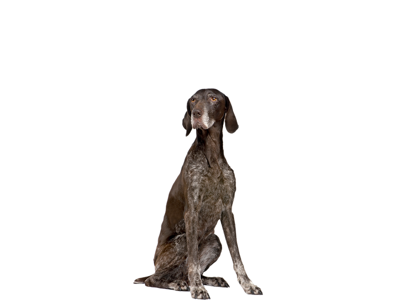 Image of a senior brown and black and white spotted German Shorthaired Pointer behind a transparent background