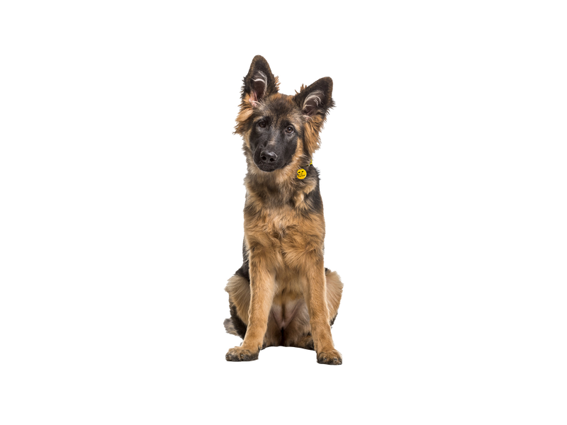 A young black and tan German Shepherd dog in front of a transparent background