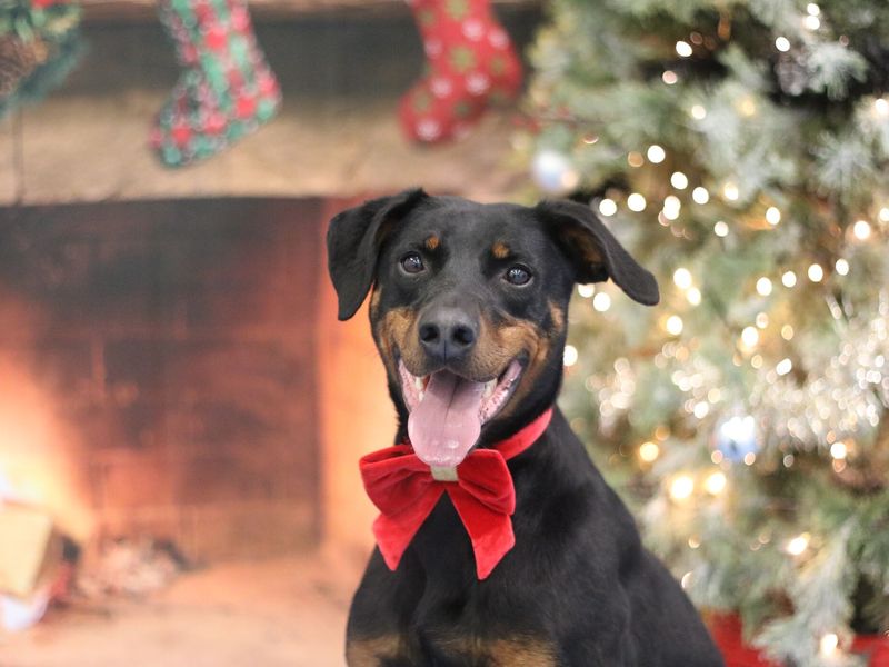 Jupiter a black and tan Doberman sitting wearing a red bowtie looking at the camera. There is a decorated Christmas tree, a roaring fire and stockings in the background