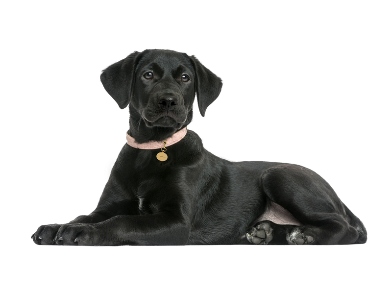 A black labrador lying down behind a transparent background