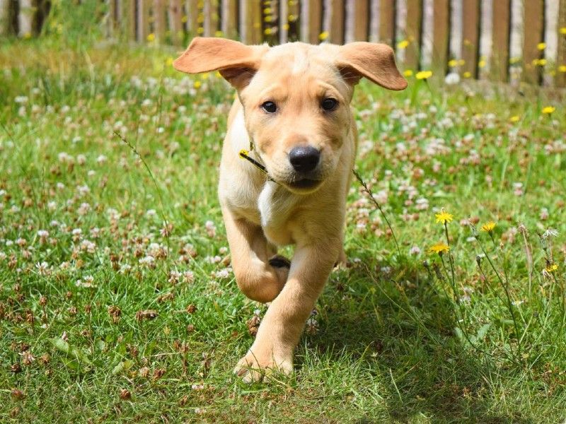 A golden Labrador puppy running towards the camera outside on some green grass