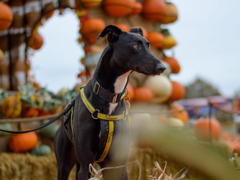 Lance a black Lurcher standing in a field with haybales and lots of orange and white pumpkins behind him