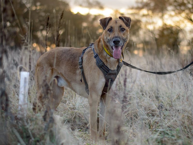 Milo the crossbreed dog enjoys a wintry walk on the lead